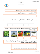 أوراق عمل درس النبات الحولي في الإمارات واليابان الاجتماعيات الصف 6 فصل 3