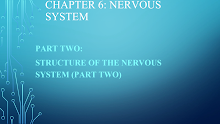 بوربوينت هيكل الجهاز العصبي أحياء منهج إنجليزي صف 10