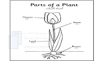 معاني مفردات درس أجزاء النبات, منهج انجليزي علوم صف 4 فصل 3