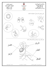 ورقة عمل درس أجزاء النبات علوم فصل أول صف أول