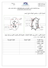 ورقة عمل مقارنة الخلية النباتية والخلية الحيوانية العلوم المتكاملة الصف 4 الفصل 1